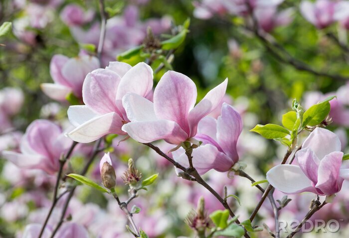 Sticker Bloeiende magnolia's in het park