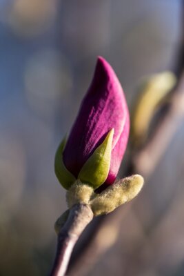 Bloeiende paarse magnolia