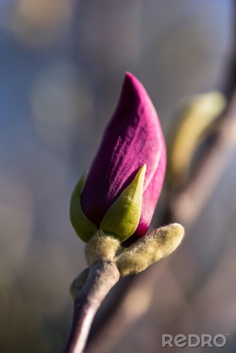 Sticker Bloeiende paarse magnolia