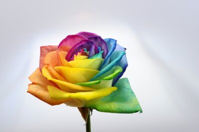 Sticker bloem met regenboogbladeren