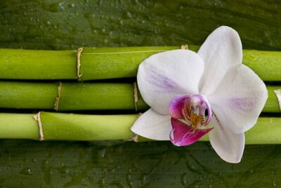 Sticker bloem op groen bamboe