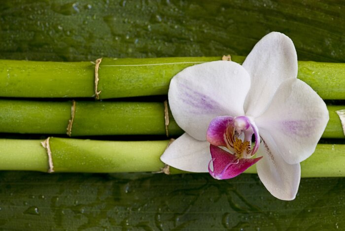 Sticker bloem op groen bamboe
