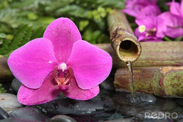 Sticker bloem op stenen in water