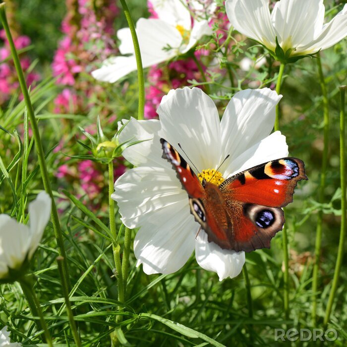Sticker Bloemen en vlinders in de wei
