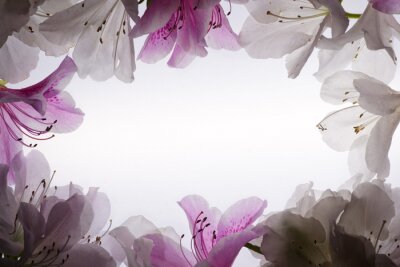 Sticker Bloemen in de vorm van een lijst