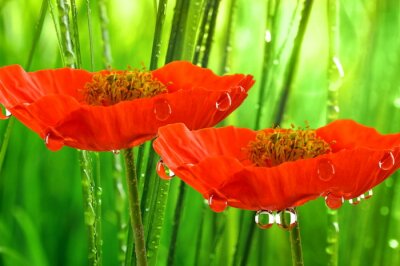 Sticker bloemen met waterdruppels