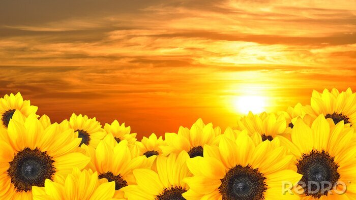 Sticker Bloemen tegen een achtergrond van zon