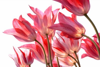 Sticker Bloemen van onderaf gezien