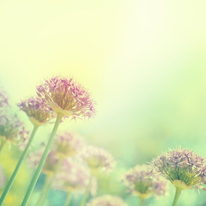 Sticker Blooming Bollen