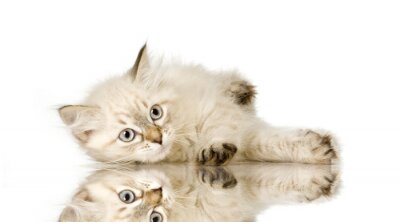 Blu-tabby-point Birmaan kitten voor een witte achtergrond