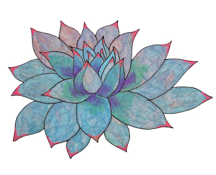 Sticker Blue leaves succulent echeveria home plant isolated on white background. Art creative nature hand-drawn object for card, sticker, wallpaper, textile, wrapping, poster, florist, notebook