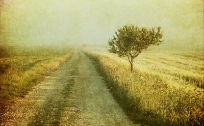 Boom op een oud veld