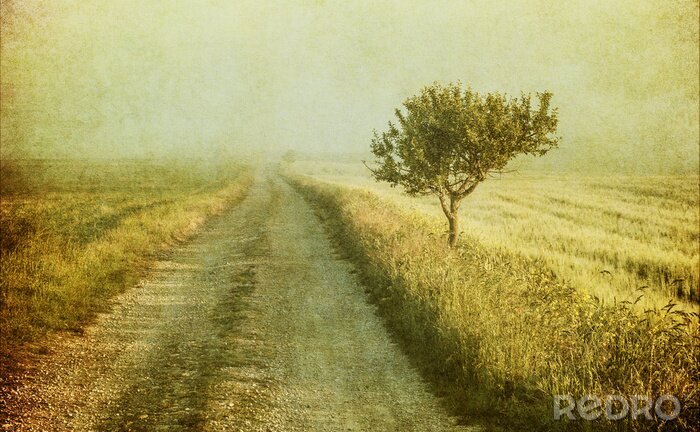 Sticker Boom op een oud veld