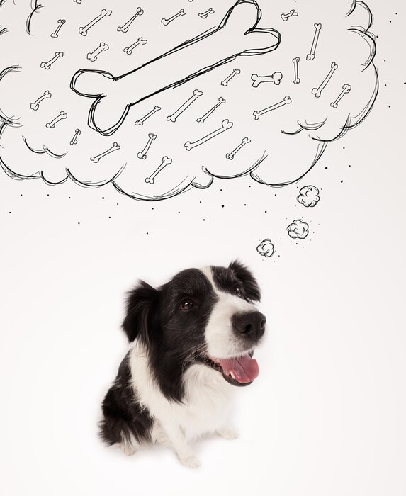 Sticker Border collie met gedachte bel na te denken over een been