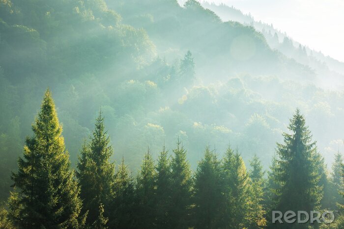 Sticker Bos boomtoppen