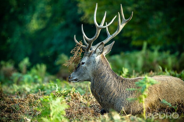 Sticker Bosdier liggend op het mos