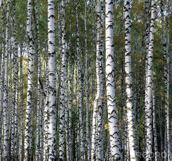 Sticker Bosje met berkjes