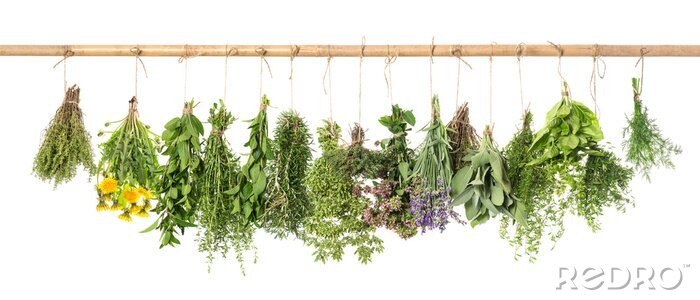 Sticker Bosjes verse groene kruiden op een tak