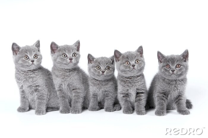 Sticker Brits Korthaar kittens zitten op een witte achtergrond in een stu