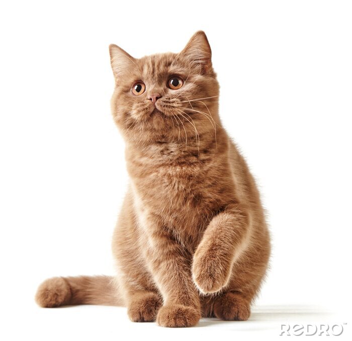 Sticker Britse kat op een lichte achtergrond