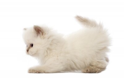 Sticker Britse Longhair kitten, 5 weken oud