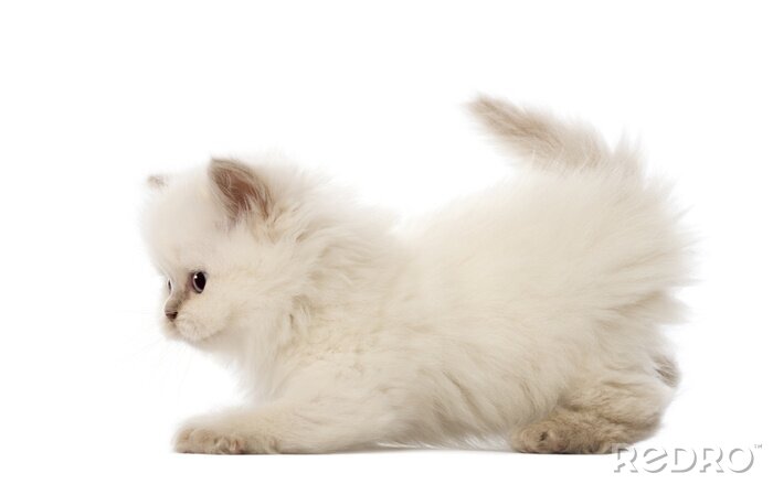 Sticker Britse Longhair kitten, 5 weken oud