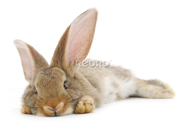 Sticker Bruin konijn op een witte achtergrond