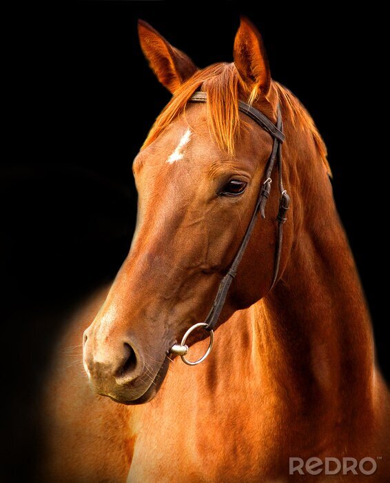 Sticker Bruin paard op een zwarte achtergrond