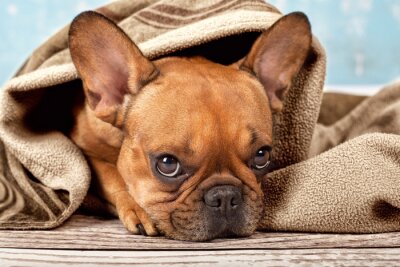 Sticker Buldog met Deken