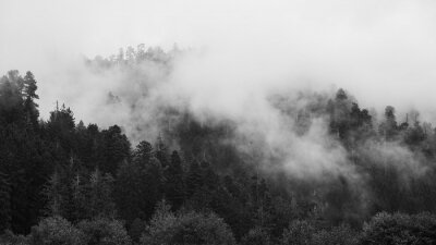 Californië bos in mist
