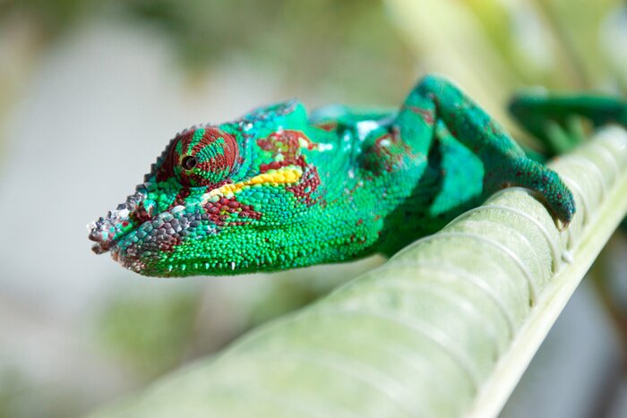 Sticker Cameleon, chamaeleo pardalis, île de la Reunion