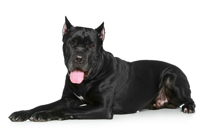 Sticker Cane Corso hond rustend op een witte achtergrond