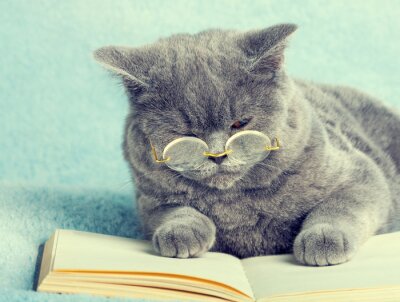 Sticker Cats focuste kat met bril volgens het boekje