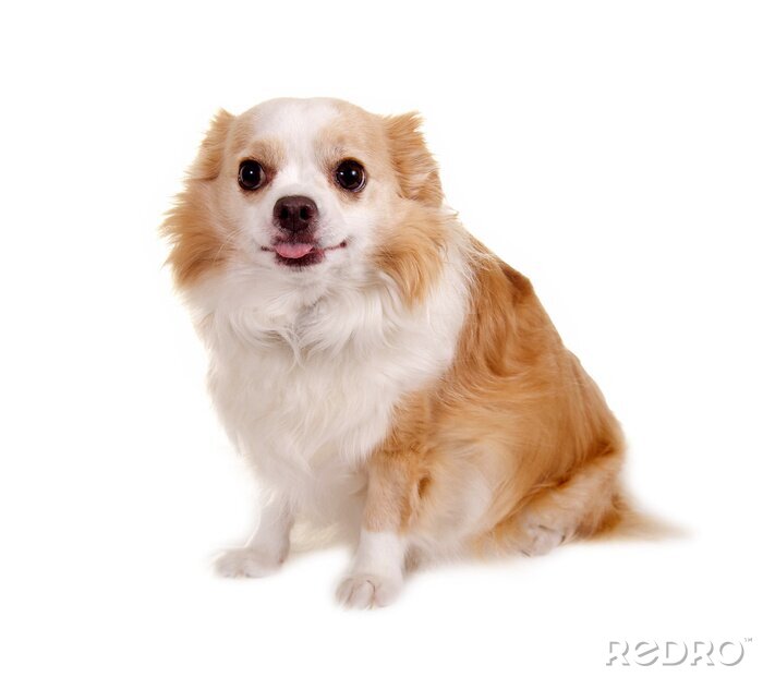 Sticker Chihuahua op witte achtergrond