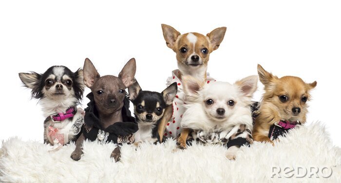 Sticker Chihuahuas gekleed en liggend op wit bont