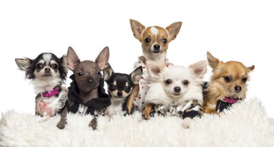 Sticker Chihuahuas gekleed en liggend op wit bont