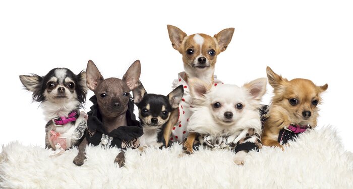 Sticker Chihuahuas gekleed en liggend op wit bont