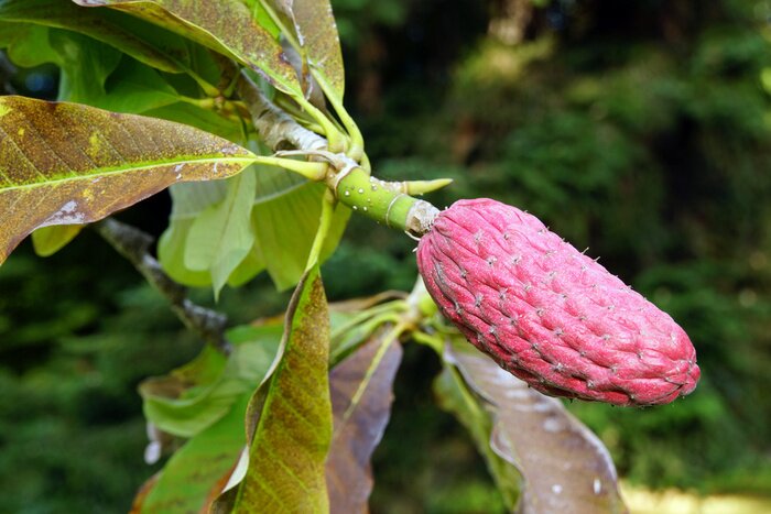 Sticker Chinees magnoliafruit