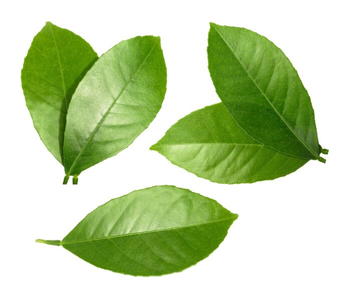 Sticker Citroen blad geïsoleerd op een witte achtergrond