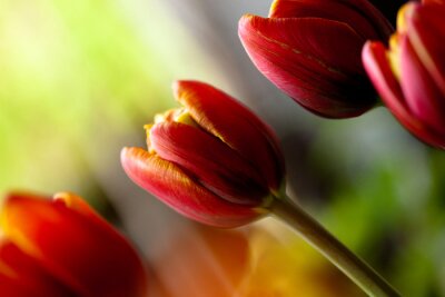 Sticker Close-up foto van tulpen