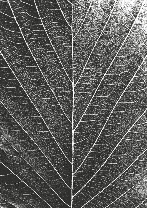 Sticker Close-up van de bladstructuur in zwart-witfotografie