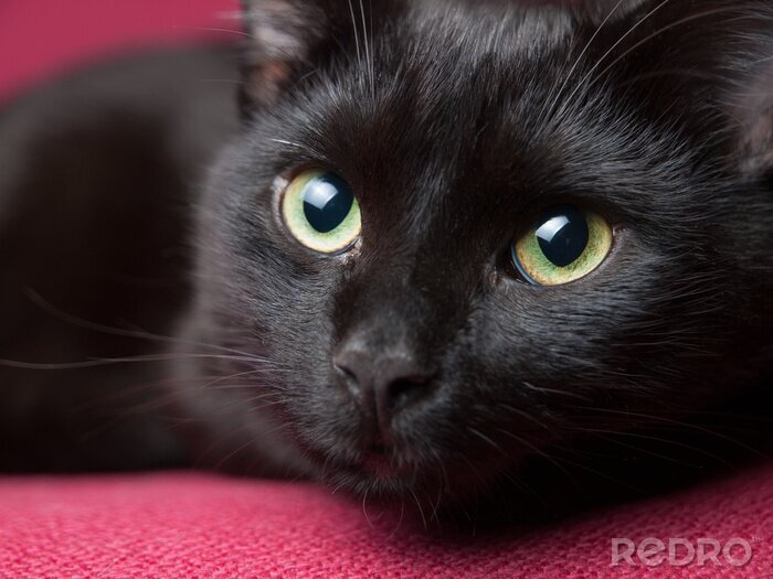 Sticker Close-up van de groene ogen van een kat