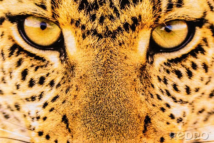 Sticker Close-up van de ogen van een luipaard