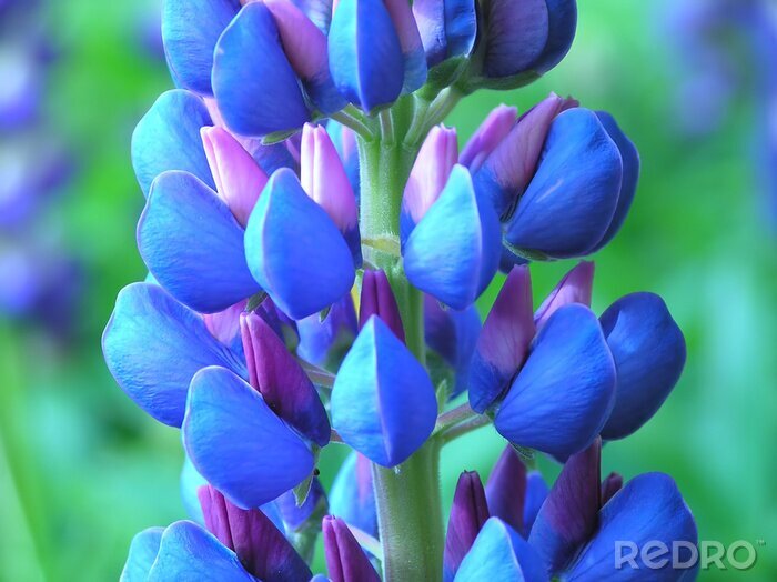 Sticker Close-up van een blauwe bloem