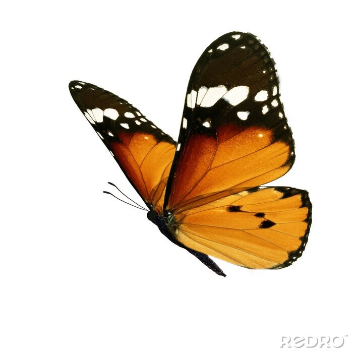 Sticker Close-up van een oranje-zwarte vlinder tijdens de vlucht