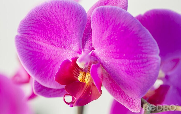 Sticker Close-up van een paarse orchidee