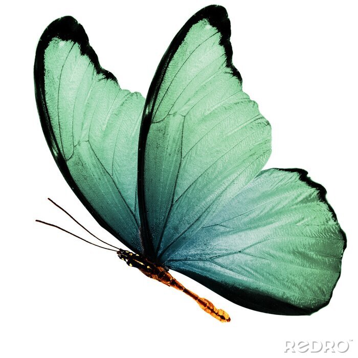 Sticker Close-up van een vliegende groene vlinder