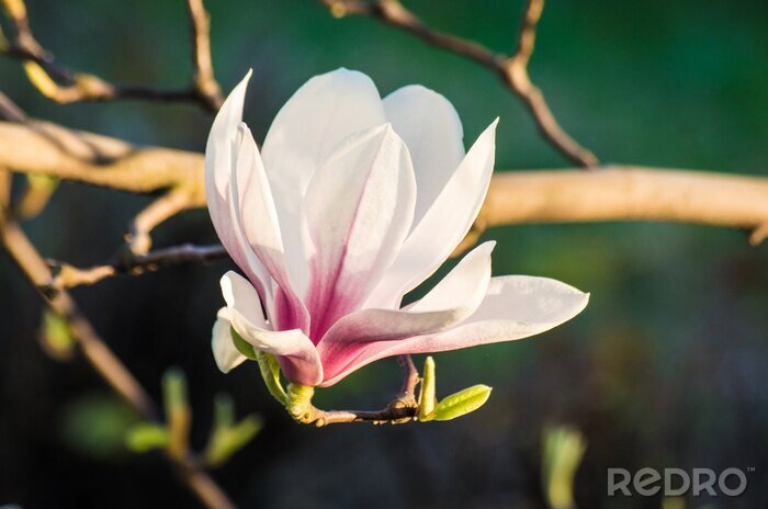Sticker Close-up van een witte magnolia