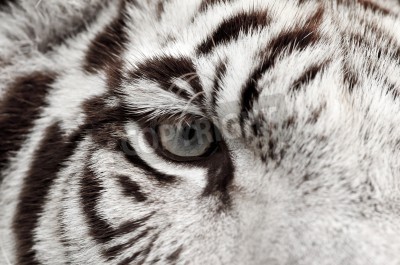 Sticker Close-up van tijgeroog