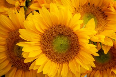 Close-up van zonnebloemen